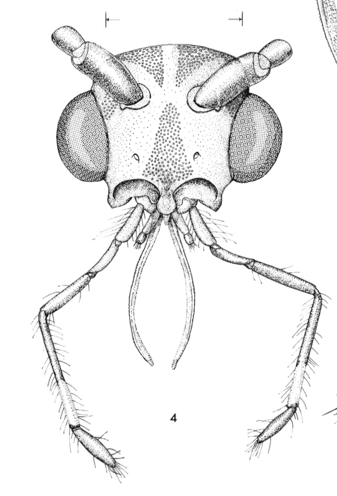 Andre's illustrations of a bug head
