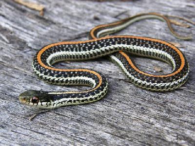 Garter snake