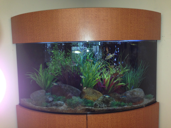 Fish tank