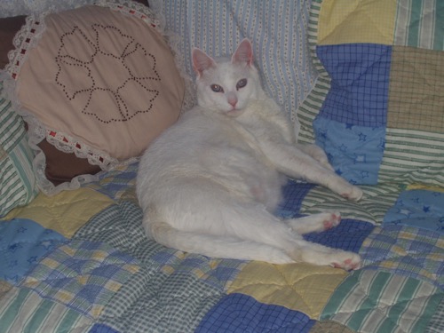 Snowball on day bed