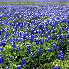 Blue Bonnets