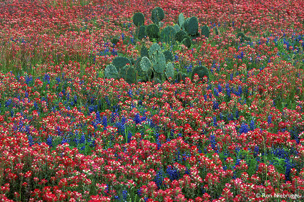 Indian Paint Brush